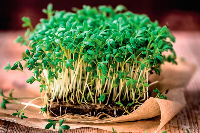 Benefits of cress seeds